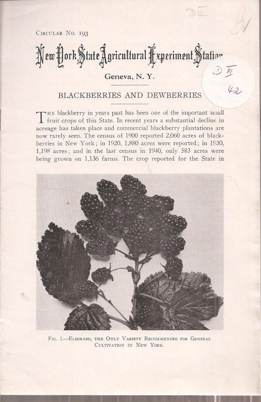 Slate,George L.  Blackberries and Dewberries 