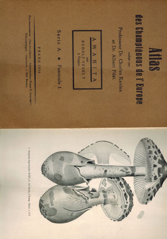 Vesely,Rudolf  Atlas des Champignons de l'Europa Tome I Amanita 