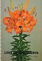 Niederlndischer Zentral-Blumenzwiebel-Ausschuss  Lilien als Schnittblumen 