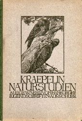 Kraepelin,Karl  Naturstudien 