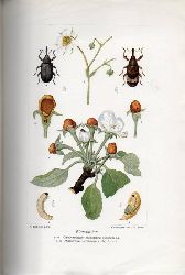 Tullgren,Albert  Tva Blomvivlar (Anthonomus pomorum L. och rubi Herbst) 