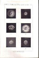 Centralblatt fr Bakteriologie, Parasitenkunde  und Infektionskrankheiten.2.Abteilung.35.Band.1912.No.1/5-26 