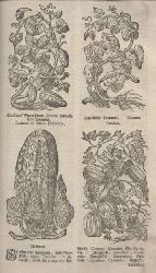 Zwinger,Theodor d.jun./Zuingeri,Theodori  Theatrum Botanicum,oder Vollkommenes Kruter-Buch 