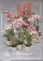 Floricultura  Orchideeen en tropische Planten (Katalog) 
