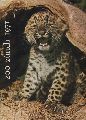 Zrich-Zoo  Bericht ber das Jahr 1971 (Titelbild chinesischer Leopard) 