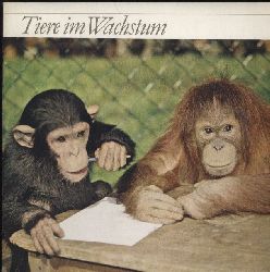 Basel-Zoologischer Garten  Tiere im Wachstum Der Orang-Utan  Das Reh  Das Graue Riesenknguruh 