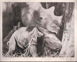 Dehiwela-Zoo (Ceylon)  The Birth of the First African Black Rhinoceros at the Dehiwela Zoo 