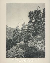 Rikli,M. und Eduard Rbel  Vegetationsbilder aus dem westlichen Kaukasus 