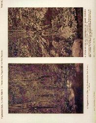 Brunnthaler,Josef  Vegetationsbilder aus Deutsch-Ostafrika: Regenwald von Usambara 