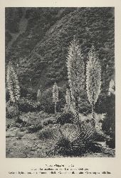 Uphof,J.C.Th.  Vegetationsbilder aus Kalifornien 