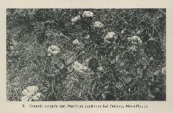 Uphof,J.C.Th.  Vegetationsbilder aus Florida 