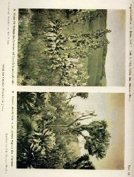 Fries,Rob,E.  Vegetationsbilder von den Kenia- und Aberdare-Bergen (Ostafrika) 