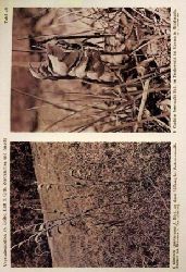 Orth,Reinhard  Vegetationsbilder aus Zentralafrika und Angola 