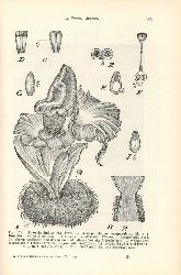Koorders,S.H.  Exkursionsflora von Java umfassend die Bltenpflanzen 4. Band: Atlas 