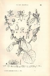 Koorders,S.H.  Exkursionsflora von Java umfassend die Bltenpflanzen 4. Band: Atlas 