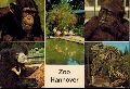 Hannover-Zoo  Junger Schimpanse, Lippenbr, Flamingos, Junger Gorilla, Grner Leguan 