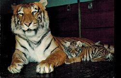 Basel-Zoologischer Garten  Tigerin mit Tiger-Baby 