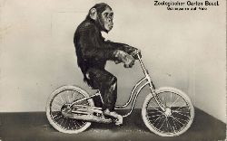 Basel-Zoologischer Garten  Schimpanse auf Velo 