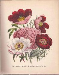 Gathorne-Hardy,Robert  Garden flowers 