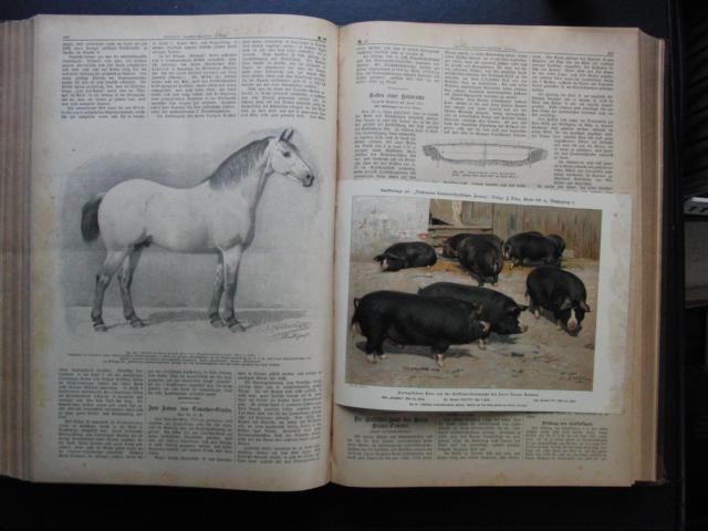 Hrsg. Telge , Felix     Illustrierte Landwirtschaftliche  Zeitung  -  Amtliches Organ des Bundes der Landwirte - vollständiger Jahrgang 1896  