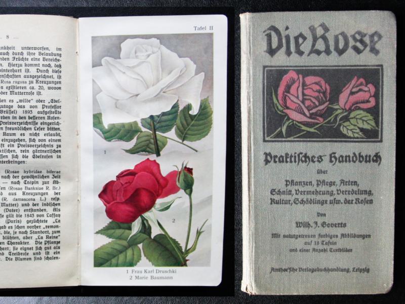 Goverts , Wilhelm   Die  Rose - Praktisches Handbuch über Anbau ,Zucht, Pflege, Arten,Verwertung, Schädlinge etc. 