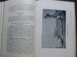 Hrsg. Mahlich P.   Unsere Kaninchen - Ein ausführliches Handbuch für alle Züchter und Liebhaber von Kaninchen   