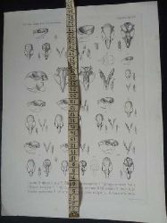 Peters , W.C.H.   Sciurus flavuvittis - Graphik aus Naturwissenschaftliche  Reise nach Mossambique auf Befehl seiner Majestt des Knigs Friedrich Wilhelm IV   
