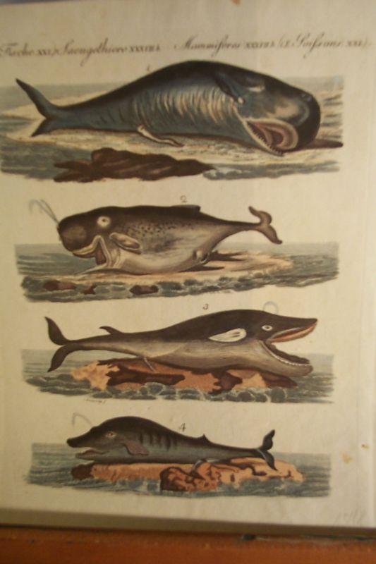 SÃ¤ugetiere; Walfischarten  Colorierter Kupferstich um 1600 (25 x 19 cm) 