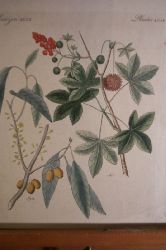 Botanik - Pflanzen  Der Storaxbaum (Liquidamber styraciflua), in Westindien und Mexico beheimatet 