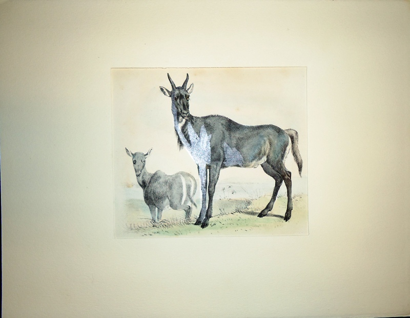 Anonym  Farblithographie "De Nijlghau" [Die Antilope]. Hinter Passepartout. 