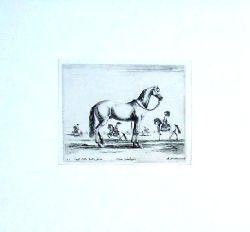 Pferd - della Bella, Stefano  Radierung: Pferde. Aus der Serie: Diversi Animali. Nr. 21. 