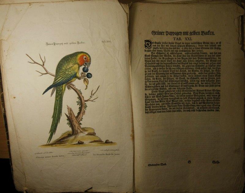 Seeligmann, Johann Michael  Sammlung verschiedener ausländischer und seltener Vögel, und einiger anderer Seltenheiten der Natur in richtigen und sauber illuminierten Abbildungen. Siebenter Theil als eine Nachlese zu Georg Edwards Werken. 