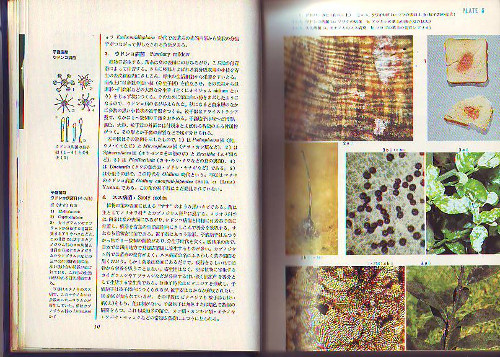 Imazeki, Rokuya; Tubaki, Keisuke:  Common Fungi of Japan in color. 