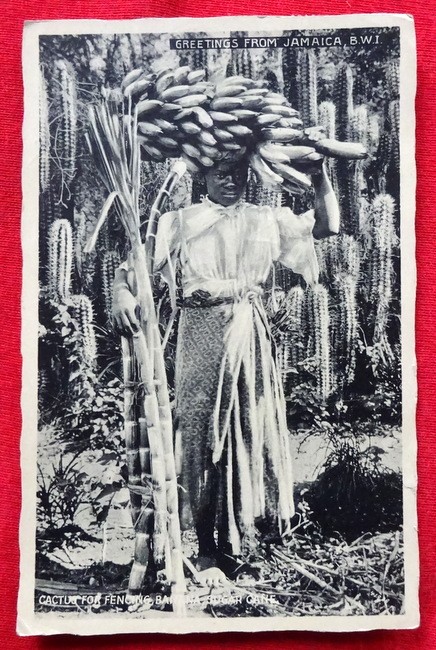   Ansichtskarte Greetings from Jamaica. Cactus for Fencing, Banana, sugar cane (geschrieben v. einem Herbert an Dr. Gabriele Wülker (s. Beschreibung unten) 