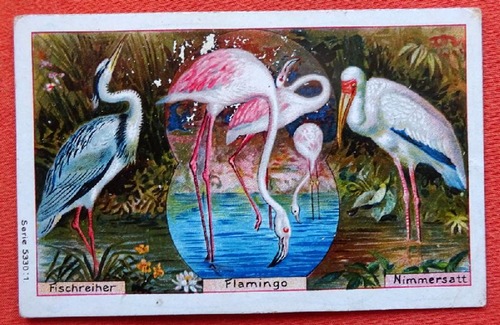   Reklamebild / Kaufmannsbild / Sammelbild Carl Müller Altenburg (Fischreiher - Flamingo - Nimmersatt) 