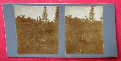   Original Stereoskopie-Fotografien (Stereobild. Stereophotographie). Schwarzwald 1910. Urbarmachen von Waldboden (Waldarbeiter) 