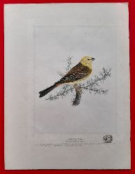  Farblithographie Vogel / Yellow Bunting (gelbe Ammer) 