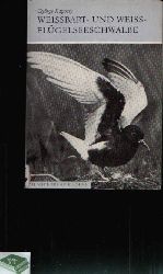 Kapocsy, Gyrgy:  Weibart- und Weiflgelseeschwalbe Die Neue Brehm-Bcherei 516 