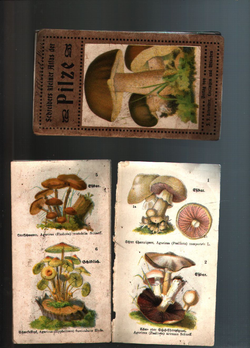"."  Schreibers kleiner Atlas der Pilze 