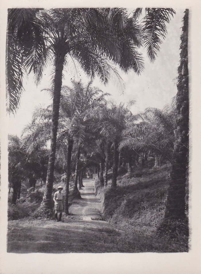   5 Original-Photographien von einer Ölpalmenplantage in Ikassa (Kamerun). Historische Original-Photographien mit Ansichten verschiedener Bereiche der Plantage. 