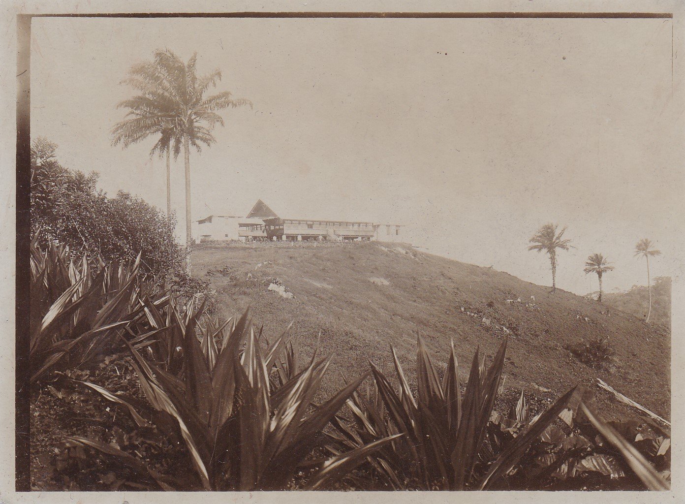   9 Original-Photographien aus dem ehemals deutschen Kolonialgebiet in Kamerun. Historische Photographien mit Ansichten von Plantagen und Umgebung. 