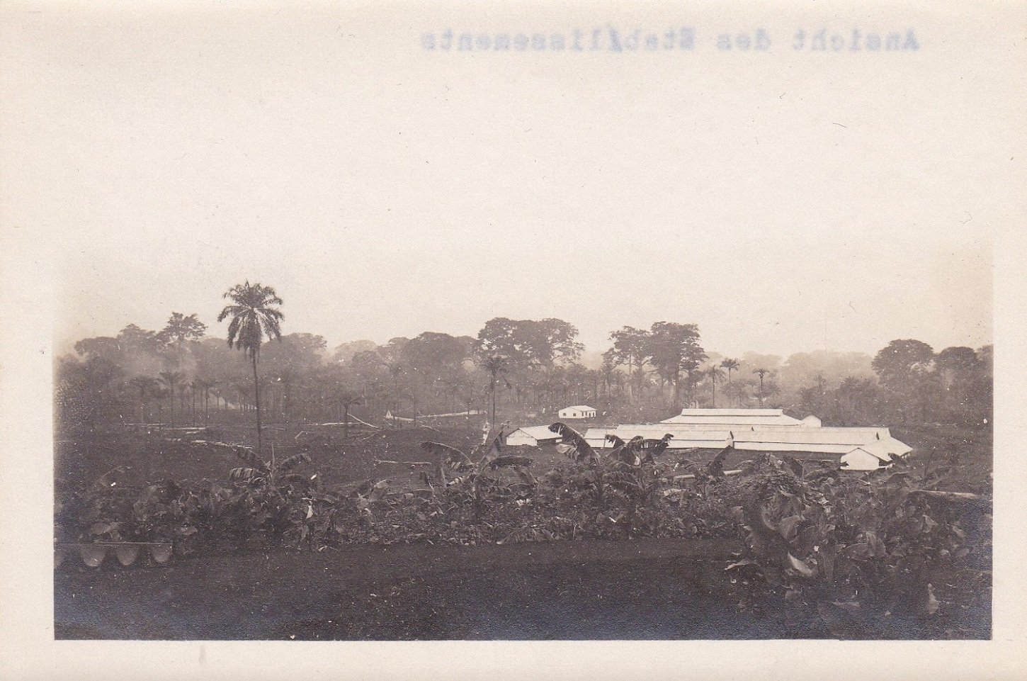   8 Original-Photographien aus der deutschen Kolonialzeit in Kamerun. Historische Photographien mit Ansichten von einer Plantage und Umgebung. 