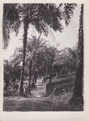   5 Original-Photographien von einer lpalmenplantage in Ikassa (Kamerun). Historische Original-Photographien mit Ansichten verschiedener Bereiche der Plantage. 