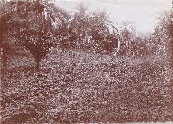   7 Original-Photographien aus der deutschen Kolonialzeit in Kamerun. Historische Photographien mit Ansichten von einer Plantage und Umgebung. 